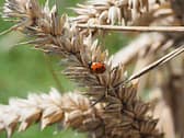 ladybug