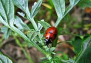 lady bug